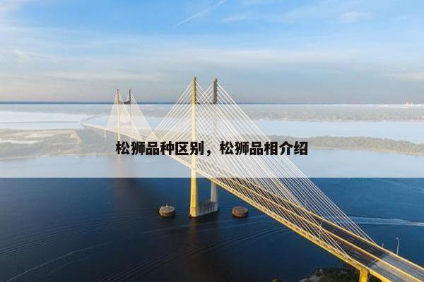 松狮品种区别，松狮品相介绍