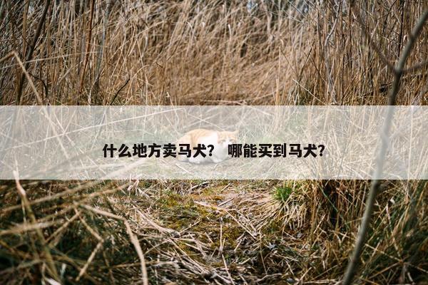 狗市 第2页