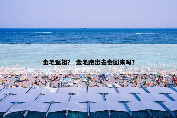 金毛返祖? 金毛跑出去会回来吗?