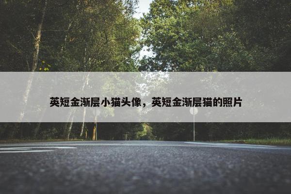 英短金渐层小猫头像，英短金渐层猫的照片