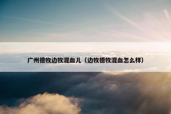 广州德牧边牧混血儿(边牧德牧混血怎么样)