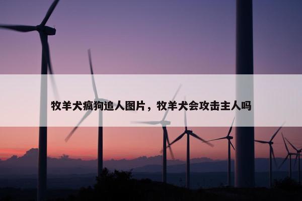 牧羊犬疯狗追人图片，牧羊犬会攻击主人吗
