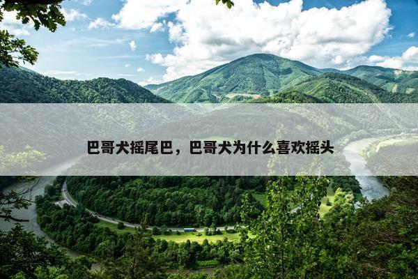 巴哥犬摇尾巴，巴哥犬为什么喜欢摇头