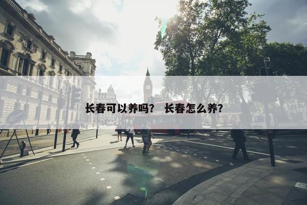 长春花