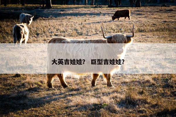 大英吉娃娃？ 巨型吉娃娃？