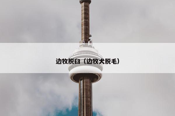 边牧脱臼（边牧犬脱毛）