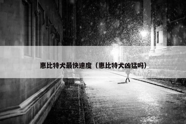 惠比特犬最快速度（惠比特犬凶猛吗）