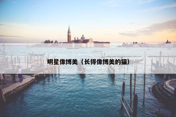 明星像博美(长得像博美的猫)