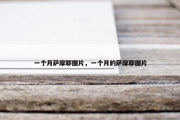 一个月萨摩耶图片,一个月的萨摩耶图片