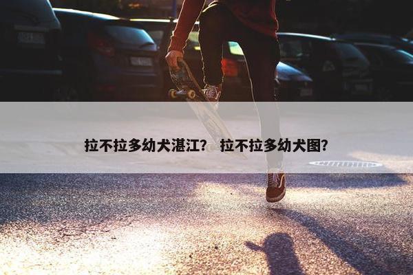 拉不拉多幼犬湛江？ 拉不拉多幼犬图？