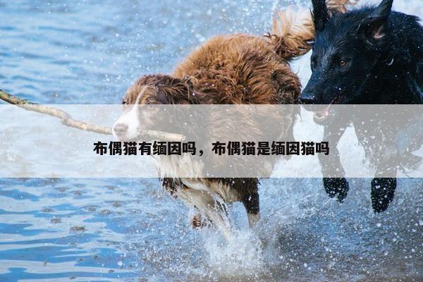 布偶猫有缅因吗，布偶猫是缅因猫吗