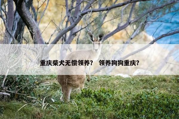 重庆柴犬无偿领养？ 领养狗狗重庆？