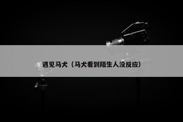 遇见马犬(马犬看到陌生人没反应)
