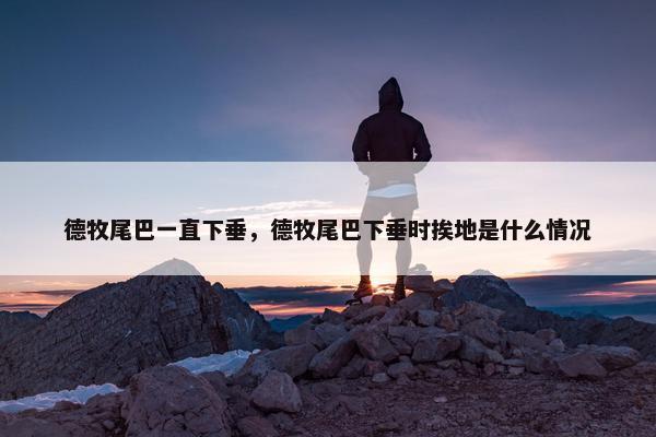 德牧尾巴一直下垂，德牧尾巴下垂时挨地是什么情况