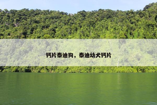 钙片泰迪狗，泰迪幼犬钙片