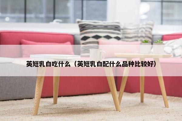 英短乳白吃什么（英短乳白配什么品种比较好）