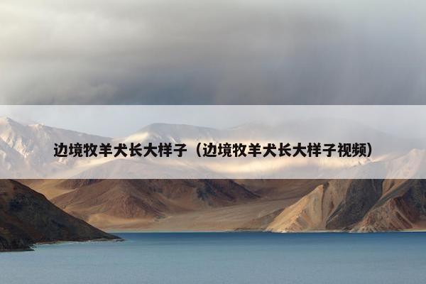 边境牧羊犬长大样子（边境牧羊犬长大样子视频）