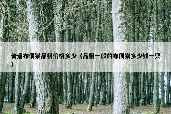 普通布偶猫品相价格多少（品相一般的布偶猫多少钱一只）