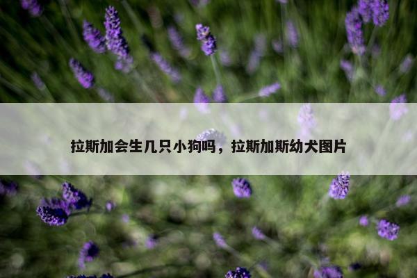 拉斯加会生几只小狗吗，拉斯加斯幼犬图片