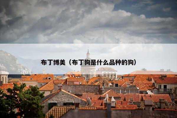 布丁博美（布丁狗是什么品种的狗）