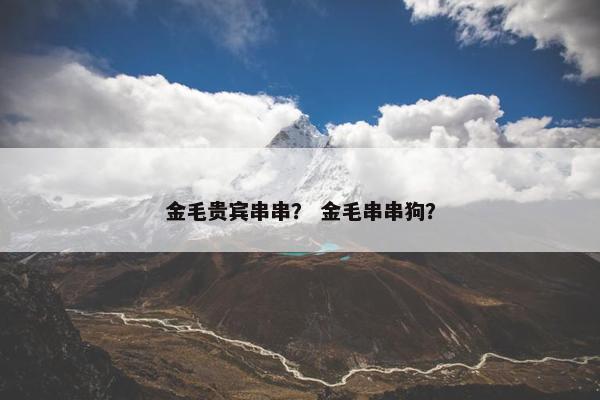 金毛贵宾串串？ 金毛串串狗？
