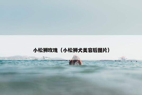 小松狮玫瑰（小松狮犬美容后图片）