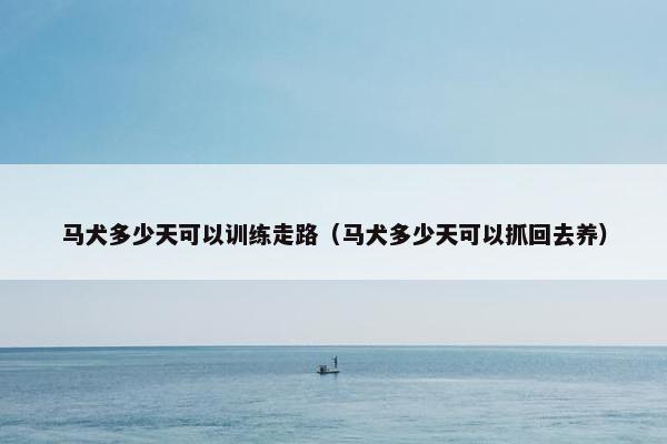 马犬多少天可以训练走路（马犬多少天可以抓回去养）