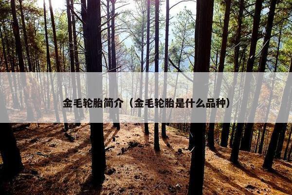 金毛轮胎简介(金毛轮胎是什么品种)