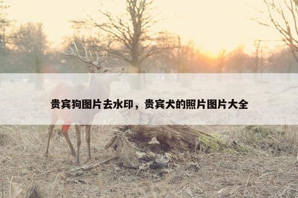 贵宾狗图片去水印，贵宾犬的照片图片大全