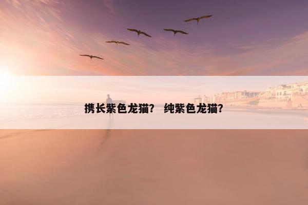 携长紫色龙猫？ 纯紫色龙猫？