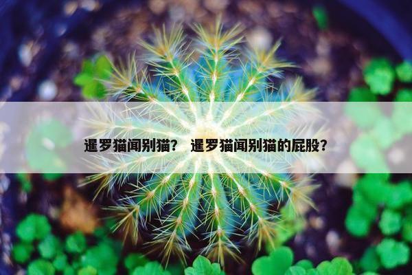 暹罗猫闻别猫？ 暹罗猫闻别猫的屁股？