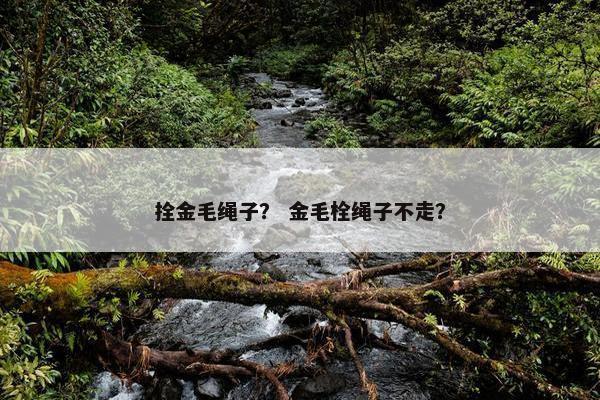 拴金毛绳子？ 金毛栓绳子不走？