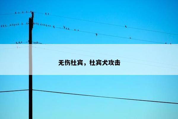 无伤杜宾，杜宾犬攻击