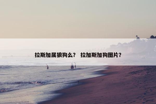 拉斯加属狼狗么？ 拉加斯加狗图片？