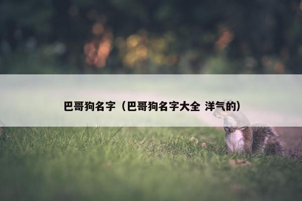巴哥狗名字（巴哥狗名字大全 洋气的）