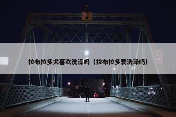 拉布拉多犬喜欢洗澡吗（拉布拉多爱洗澡吗）