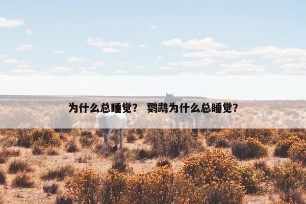 为什么总睡觉？ 鹦鹉为什么总睡觉？