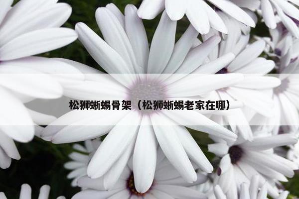 松狮蜥蜴骨架（松狮蜥蜴老家在哪）