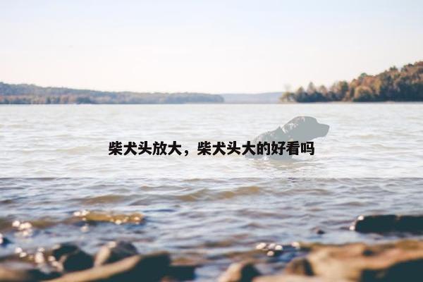 柴犬头放大，柴犬头大的好看吗