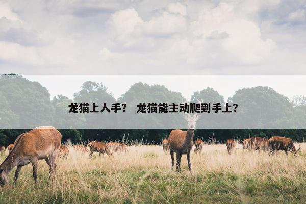 龙猫上人手? 龙猫能主动爬到手上?