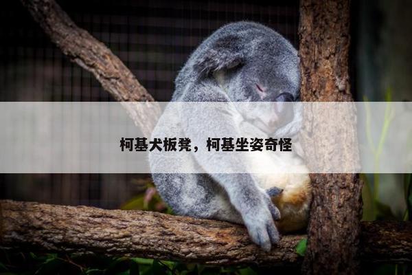 柯基犬板凳，柯基坐姿奇怪