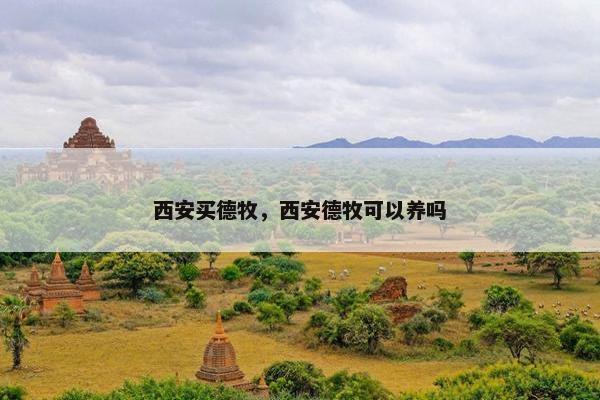 西安买德牧,西安德牧可以养吗