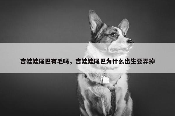 吉娃娃尾巴有毛吗,吉娃娃尾巴为什么出生要弄掉