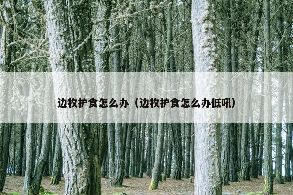 边牧护食怎么办（边牧护食怎么办低吼）