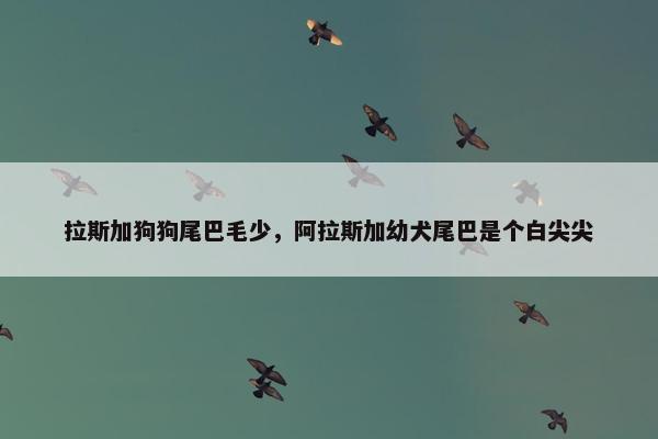 拉斯加狗狗尾巴毛少,阿拉斯加幼犬尾巴是个白尖尖