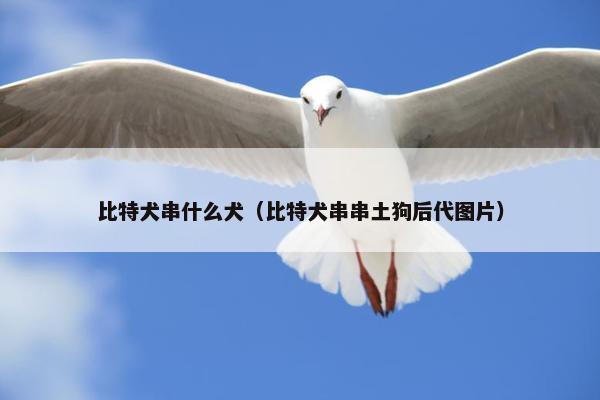 比特犬串什么犬（比特犬串串土狗后代图片）