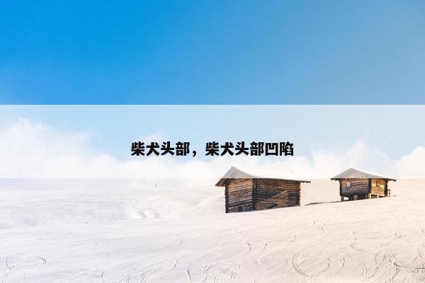 柴犬头部，柴犬头部凹陷