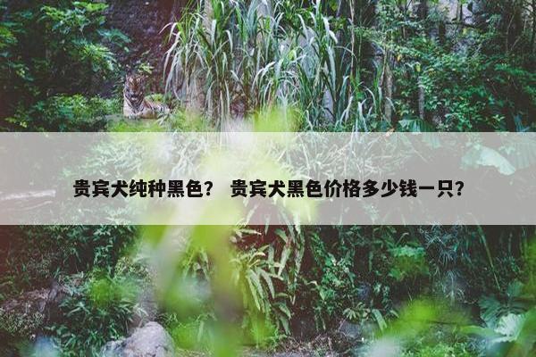 贵宾 第13页