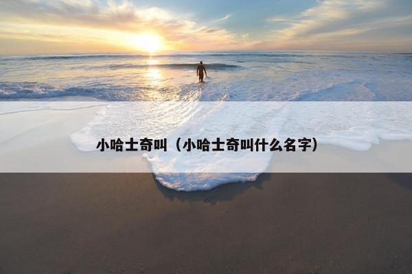 小哈士奇叫（小哈士奇叫什么名字）