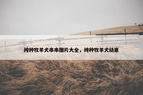 纯种牧羊犬串串图片大全，纯种牧羊犬幼崽